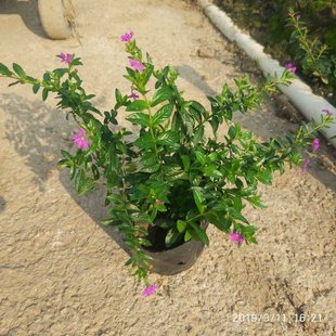 ���S���l�໨������໨ Ҏ���Nѩ�ѻ��Ș��玧����l؛