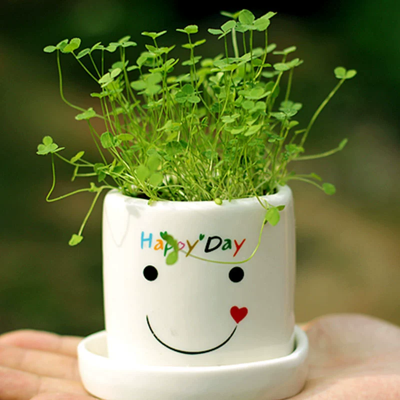 Креативная посадка Счастливый Ангел в горшках настольные маленькие растения мини-цветок выращивание любви 5 юаней подарок