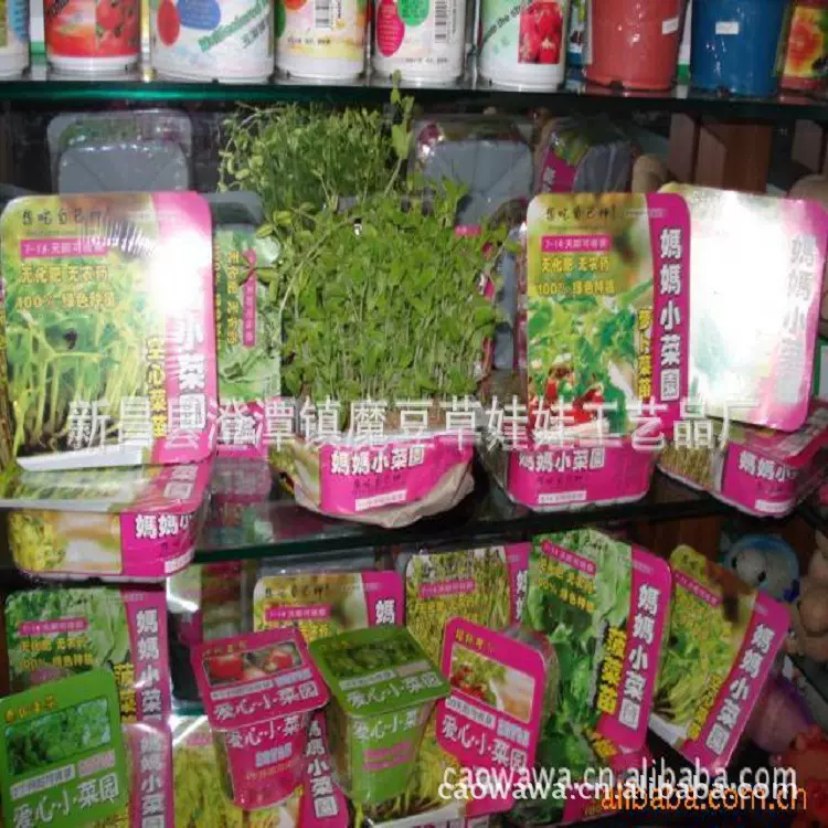 草娃娃妈妈小菜园 果园 花卉小型盆景 开心农场 diy种植 迷你盆栽