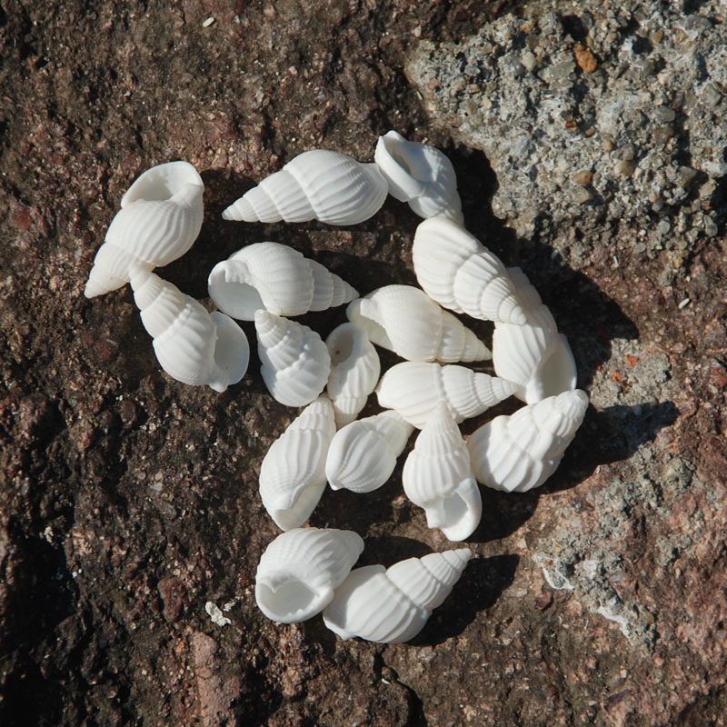 Home decoration natural conch shell aquarium decoration fish tank bottom decoration corn conch rice conch small conch pure white