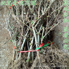 ���l���y���� ���Խ��y��С�� �t�� �S�����y�� �̶��� �@�־G��