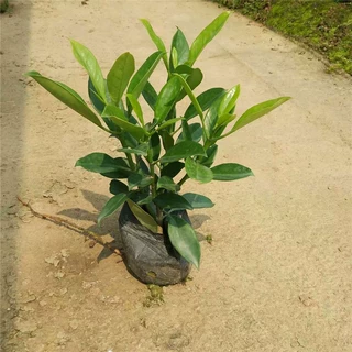 非洲茉莉是四季常青小盆栽 基地批发灰莉等易种绿植袋苗带土发货