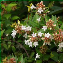 ؟Nľ ~ľ ̈@־G~ľr