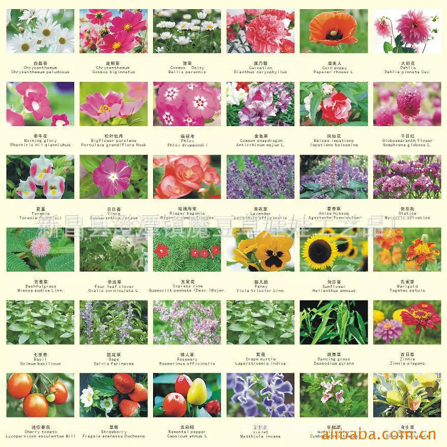 Цветы и Семена Зеленые посадки Садоводство горшечные растения и Выращивание овощей 1 юань офис творческие подарки игрушки