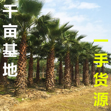 福建老人葵市场 浙江中东海枣批发基地 江西华盛顿棕榈市场