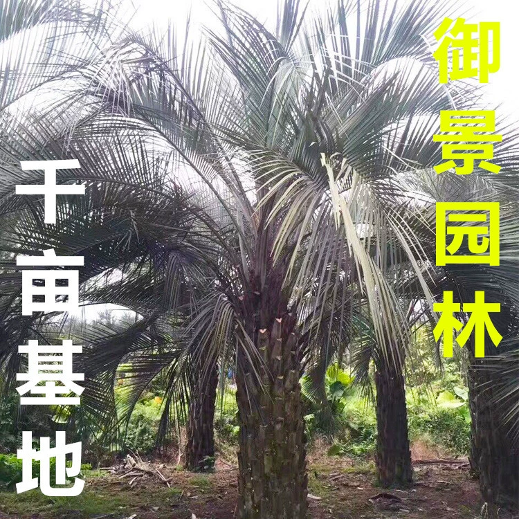 Высота стойки 2m натуральная высота 4m Цена кокосового дерева Буди кокосовое дерево пальма уличное дерево ландшафтное дерево