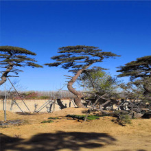 山东造型黑松园林绿化苗木绿篱 行道树量大优惠黑松造型树