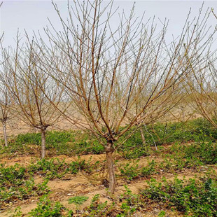 ɽ�|���۴���5����������� ��֦���� �t�~����Ҏ���Rȫ�gӭ�xُ