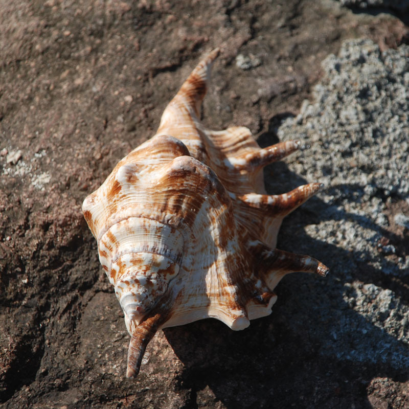 Elephantfoot conch, exquisite aquatic shell, famous sea snail specimen, coral, aquarium ornament, wholesale, giant conch.