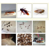 Powerful cockroach medicine bait efficient cockpie bait agent Dahao and cockroach clear cockroach medicine pesticide pour powder cockroach house bait bait