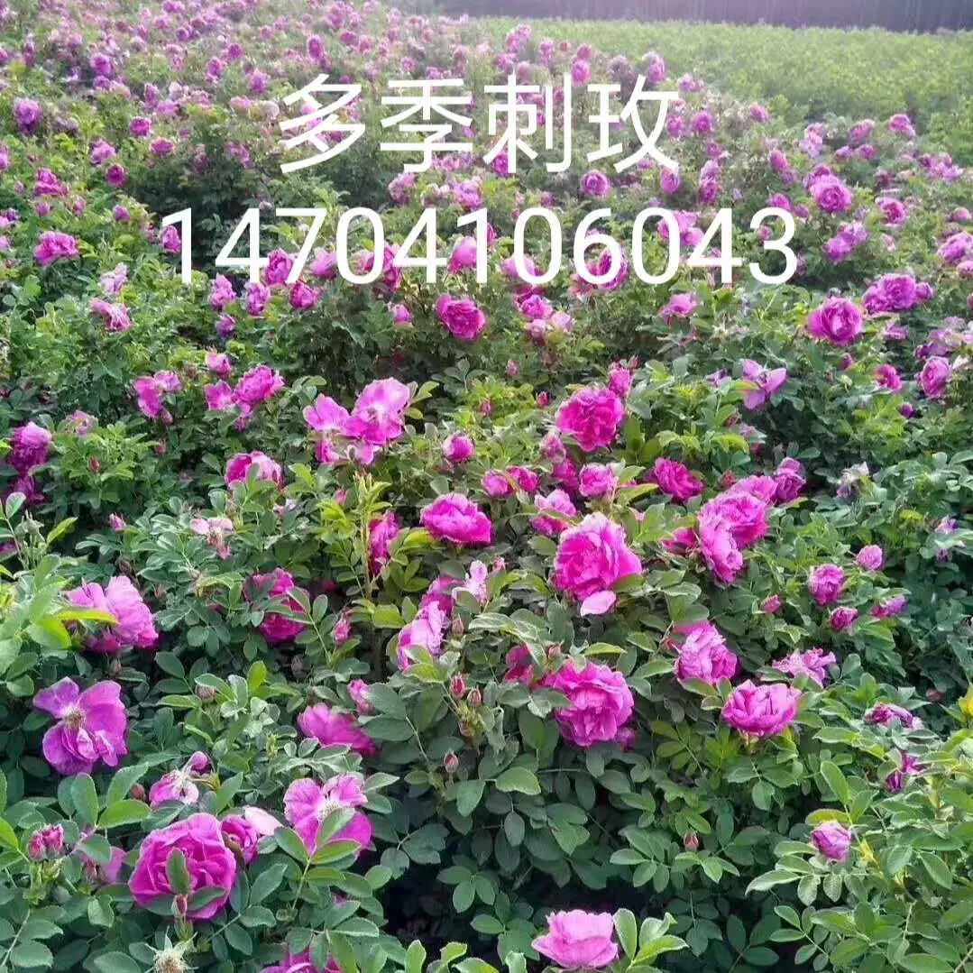 Несезонные саженцы изгороди сливы шипа Красная Слива шип цветок сливы Four Seasons Саженцы шипа оптовая цена