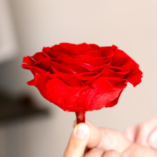 Preserved flower rose head 9-10cm single giant diy flower gift box Valentine's Day gift wholesale bouquet