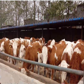 河北肉牛养殖场出售品种肉牛犊价格 小牛犊价格 成品肉牛长势快