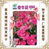 Longjie Liangjun Seedlings Company Direct Selling Reading Base Planting Flower Seeds Morning Glory No. 107 Flower Seeds