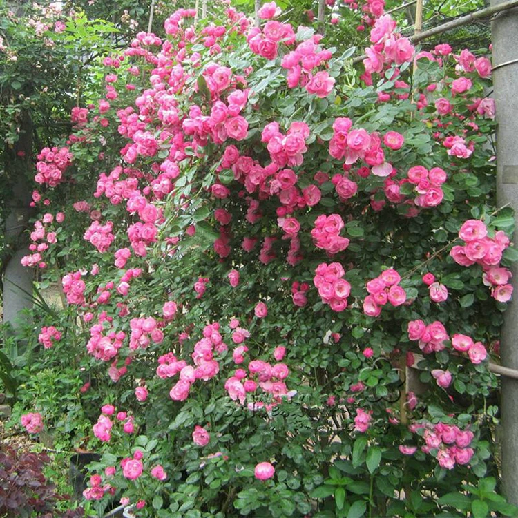 Оптовая продажа различных сортов роз, цветы розы Анжела, оптовая продажа вьющихся роз, характеристики розы Анжела