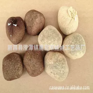 种球草球草包种植迷你植物小型批发 草娃娃 黑麦草草娃娃