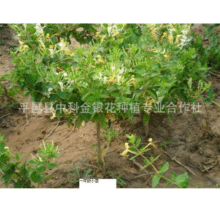 �S��ֱ�I ���y���� �׻��Ʒ�| �ļ����� ���y���� ����ă�