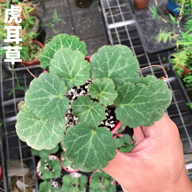 姬虎耳草 金钱吊芙蓉 御所车金丝荷叶金钱菖蒲附石水陆缸造景盆栽