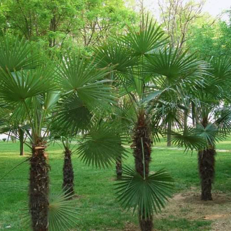На базе продаются пальмы, вечнозеленые Зеленые саженцы, высококачественные деревья с пейзажами пальмовой дороги с полными спецификациями.