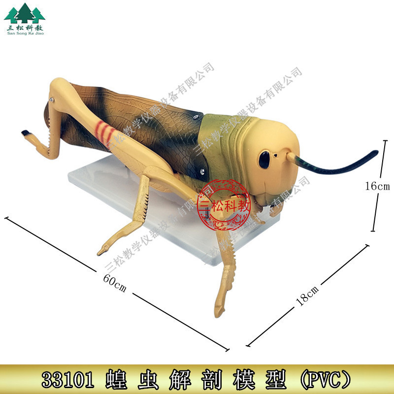 Locust anatomy enlarged model insect model detachable junior high school biology teaching demonstration model