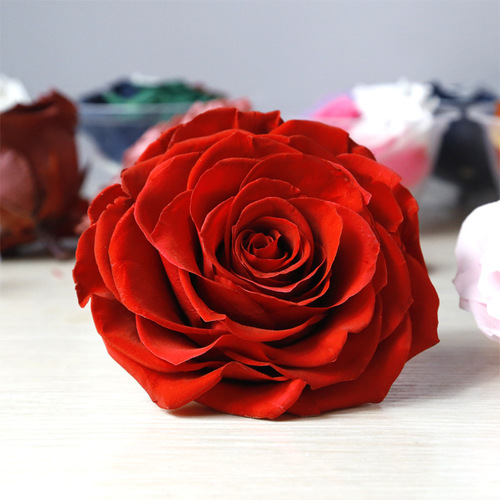 Preserved flower rose head 9-10cm single giant diy flower gift box Valentine's Day gift wholesale bouquet
