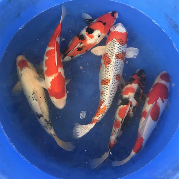 Маленькая Золотая рыбка Кои живая оптом Большой трехцветный Красный Белый Золото Золотой холодный декоративный карп