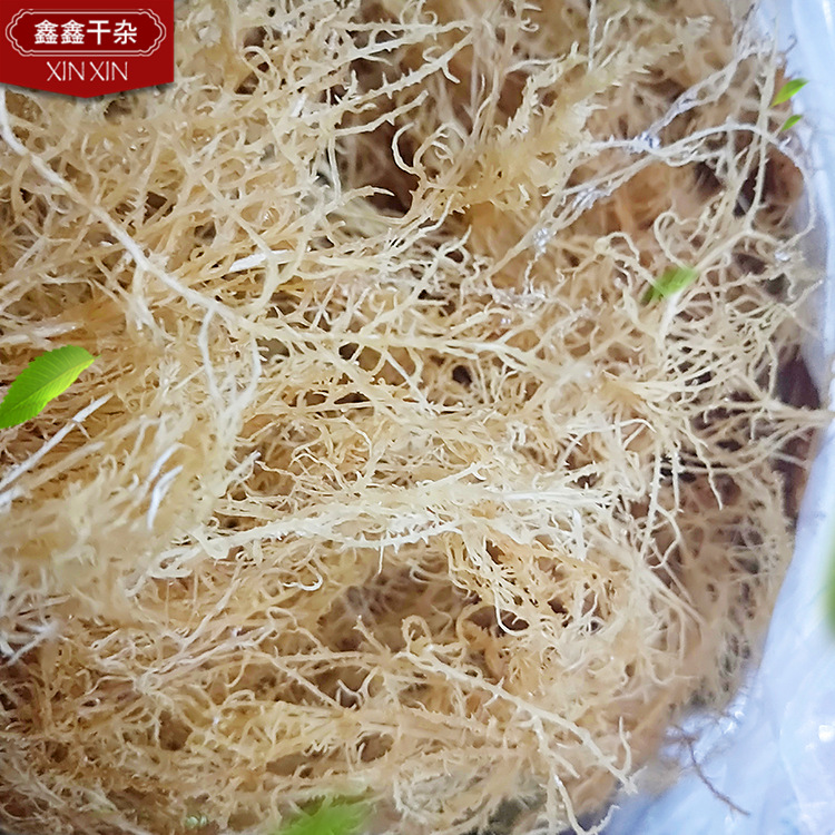 供应干货石花菜批发 凉拌 龙须菜 鹿角菜爽口脆海石花