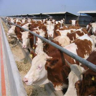 ӆُ��ţ����ţ ���N��ţ  ţ���Ӄr�� ���T����ţ�Bֳ���g�Y��