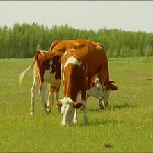 河南湖北销售肉牛犊 小黄牛 小肉牛鲁西黄牛 肉牛养殖场 欢迎您