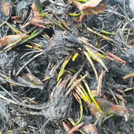 基地直销大睡莲带花苞睡莲睡莲根块池塘鱼缸造景睡莲花苗睡莲