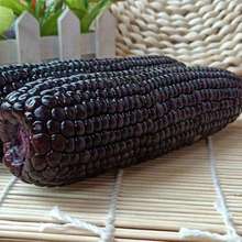 甜糯玉米黑玉米10橞220g 鲜食玉米粘玉米棒子真空装粘苞米