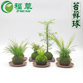 盆栽;兰科植物;竹类植物