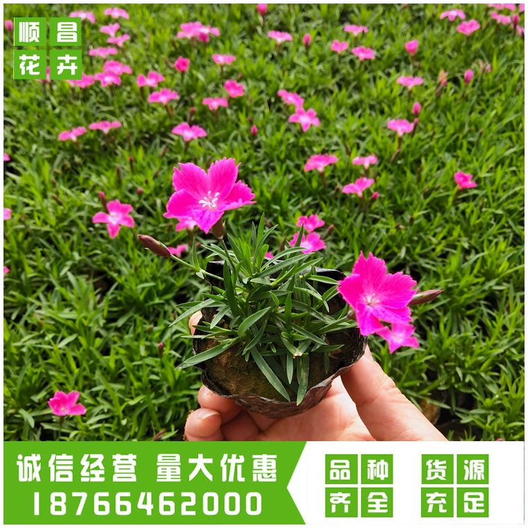 Европейский цветок Dianthus Рассада Цветущий газон Шаньдун Цинчжоу Холодостойкий Цветочный двор в горшке Четыре сезона Вечнозеленый многолетник