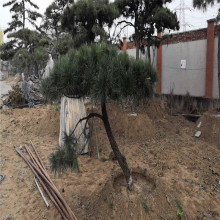 ɽ�|�������l������N���ͺ������� �׳ɻ����ͺ��������^��