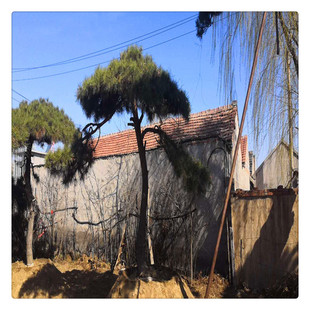 ɽ�|����ֱ�N������ ���̾G����ľ����Ҏ���Rȫ��������r��