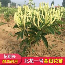 金银花树 盆栽金银花苗木1-3树苗 红色系观花露地树苗