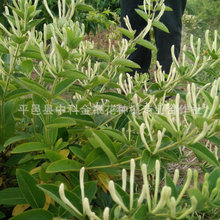 ���I�������Sһ̖�����ļ����y�� ���|���_���Ľ��y��ɽ�|���y��