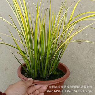 �������lֱ�����~ʯ������������Ѵ����r���������ѾG������