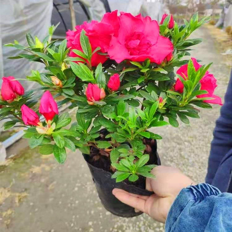 Оптовый Инженерный Кукушка Рододендрон Бельгийский Рододендрон