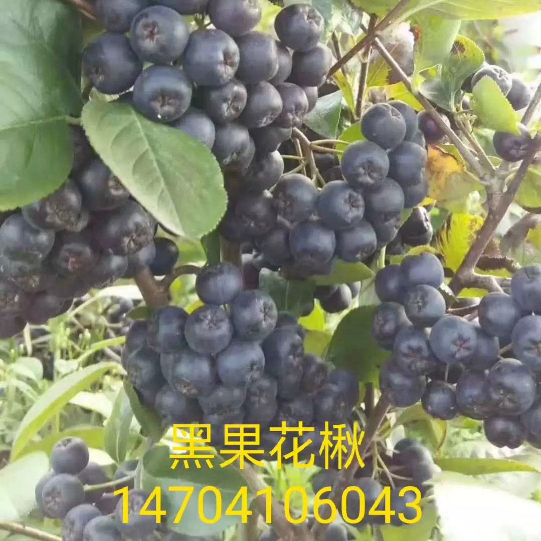 Проект Sorbus Black Fruit Рассада Черная фруктовая железа Помогите Sorbus От 1 до 3 лет Рассада Sorbus Black Fruit Цена Льготная