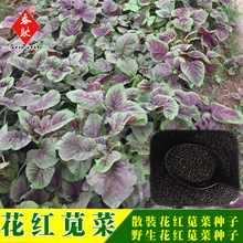 威尔种子批发 500g大叶花红苋菜种子 老来少种子圆叶苋菜种籽