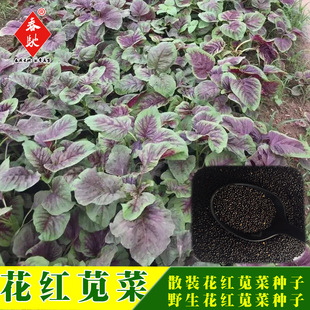 �����N�����l 500g���~���t�{�˷N�� �ρ��ٷN�ӈA�~�{�˷N��