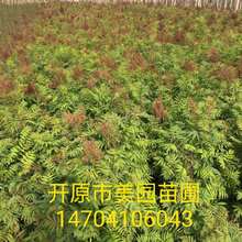 珍珠梅工程绿化苗  珍珠梅绿篱苗 丛生珍珠梅 珍珠梅小苗批发