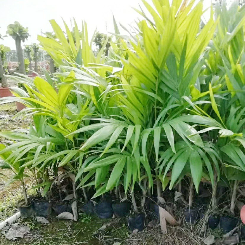 904 База Прямые Рождественские Кокосовые Саженцы 50-80 Высокий мешок Манильские Кокосовые Дерево Пейзаж