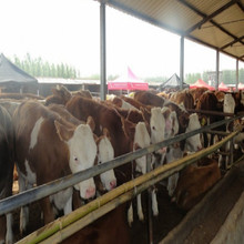 魯西黃牛母牛帶犢價格 4個月小黃牛價格 哪里有肉牛犢