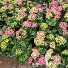 八仙花批发绣球花苗变色盆栽花卉庭院盆栽地栽无尽夏绣球当年开花