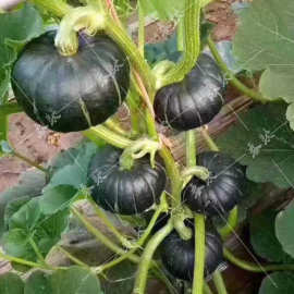 绿贝贝南瓜种子板栗味迷你小南瓜籽软糯香甜四季高产农家蔬菜种子