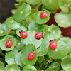 Micro -landscape mini ladybug wooden beetle cartoon beetlon moss micro -landscape succulent ornament