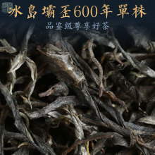 2025年新茶头春头采正寨单株 古树早春茶 普洱茶生茶散茶霸气回甘
