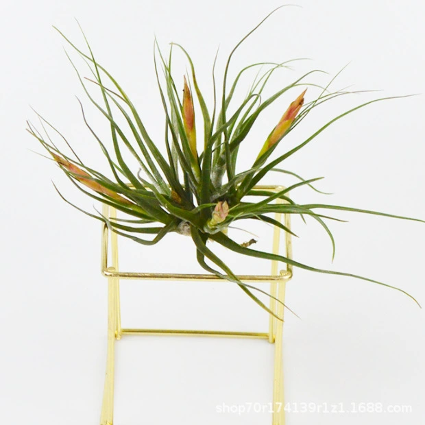 Воздушная Железная Орхидея оптом Янтарная воздушная трава Листва Завод Ленивый цветок Беспочвенное растение